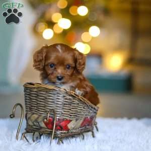 Tiny Teddy, Cavapoo Puppy